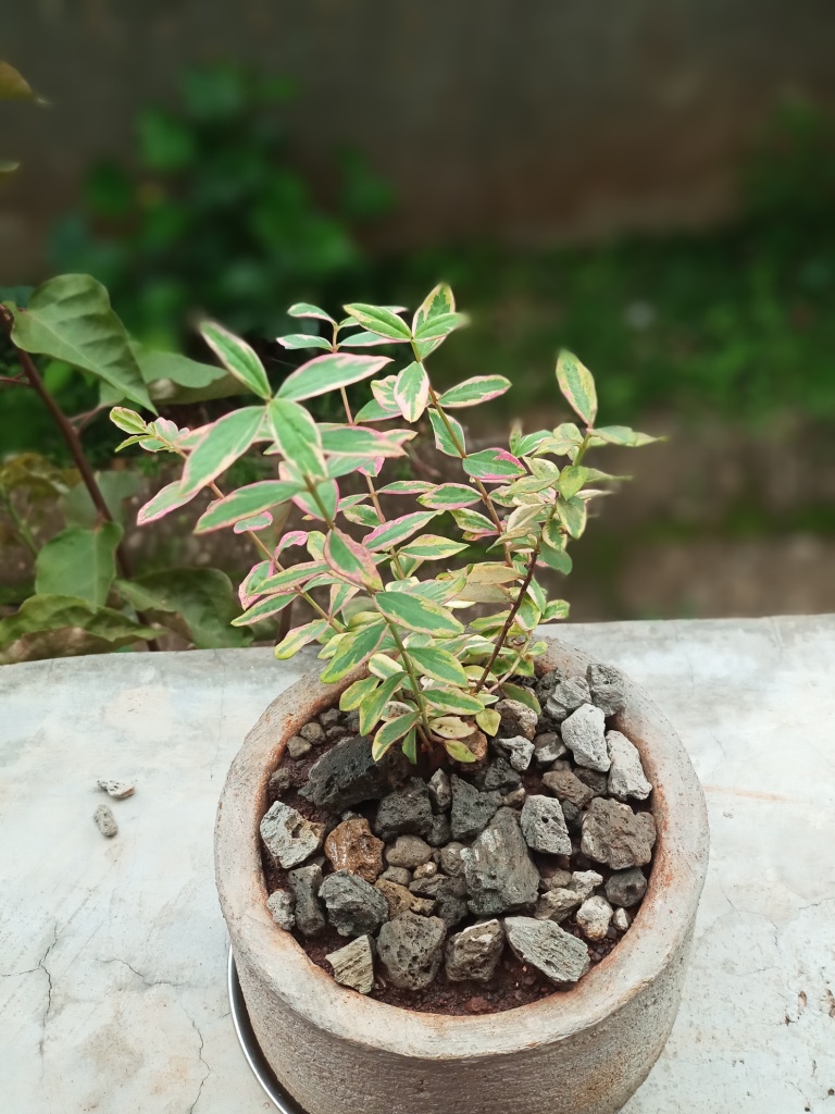 sample plant