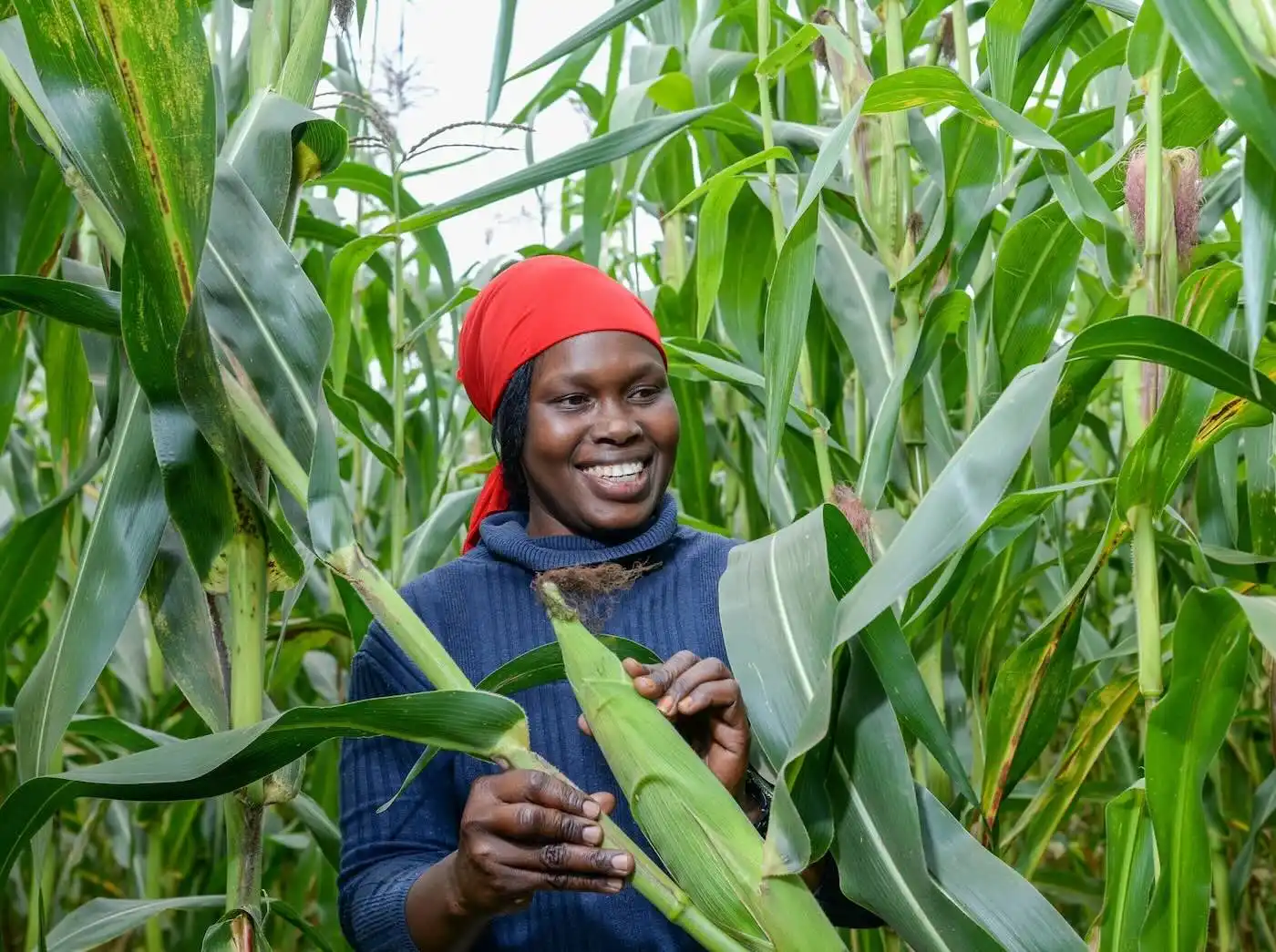 Apollo Agriculture kenya